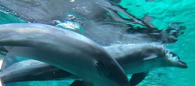 水族館建造費用（建造一個水族館不僅需要考慮投資成本，還需要考慮長期運營和維護） 水族館百科（水族館加盟） 第4張