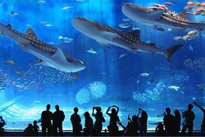 世界著名水族館（世界著名水族館介紹） 水族館百科（水族館加盟） 第5張