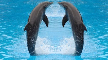 開一家水族館需要些什么東西和手續(xù)呢（開一家水族館需要什么材料） 水族館百科（水族館加盟） 第3張