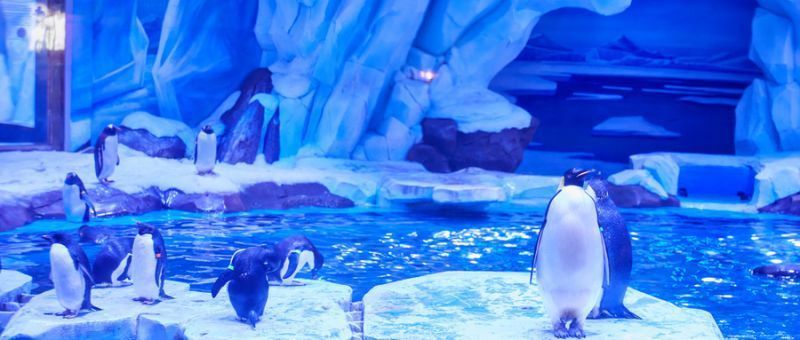 水族館哪里的比較好（上海海洋水族館）