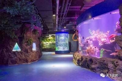 水族館哪里的比較好（上海海洋水族館） 水族館百科（水族館加盟） 第5張