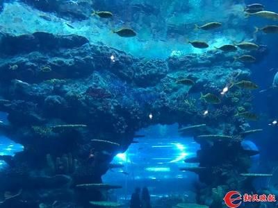 水族館都賣什么（水族箱造景比賽報名方式水族館會員服務(wù)有哪些） 水族館百科（水族館加盟） 第4張