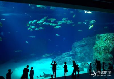 水族館一般用英語怎么說（aquarium,水族館互動(dòng)體驗(yàn)有哪些） 水族館百科（水族館加盟） 第1張