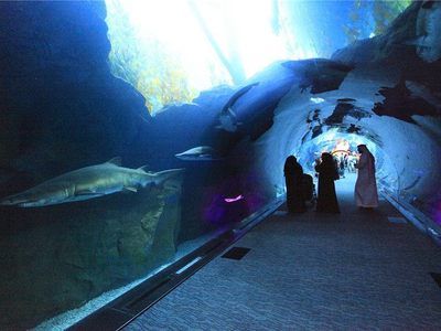 水族館一般用英語怎么說（aquarium,水族館互動(dòng)體驗(yàn)有哪些） 水族館百科（水族館加盟） 第3張