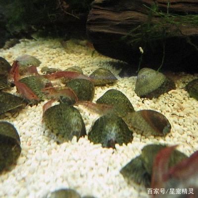 水族館魚缸加熱系統(tǒng)設(shè)計（水族館魚缸加熱系統(tǒng)的設(shè)計）