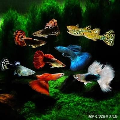 水族館魚缸加熱系統(tǒng)設(shè)計（水族館魚缸加熱系統(tǒng)的設(shè)計） 水族館百科（水族館加盟） 第5張