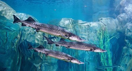 水族館 魚(yú)類（上海海洋水族館中常見(jiàn)的水族館魚(yú)類及其詳細(xì)介紹） 水族館百科（水族館加盟） 第5張