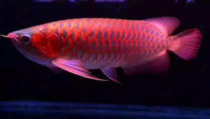 水族館 魚類（上海海洋水族館中常見的水族館魚類及其詳細(xì)介紹） 水族館百科（水族館加盟） 第4張