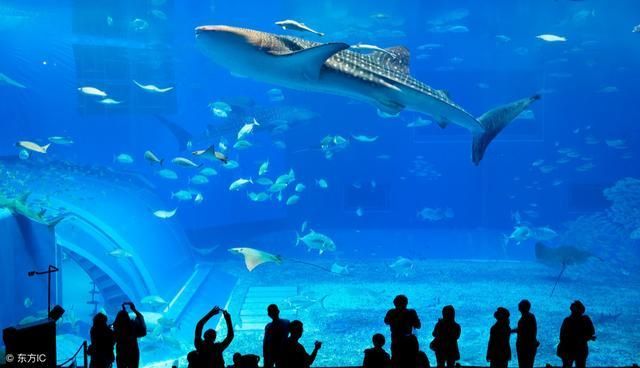 中國水族館排名（中國水族館排名，北京海洋館位居榜首）