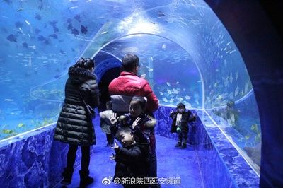 投資一個(gè)水族館要多少錢(qián)（開(kāi)設(shè)一個(gè)水族館所需的投資成本和經(jīng)營(yíng)策略）