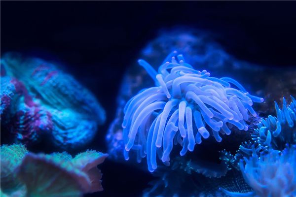 水族館購票（上海海洋水族館親子游玩攻略上海海洋水族館親子游玩攻略） 水族館百科（水族館加盟） 第5張