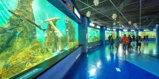 開個水族館大概需要多少錢（開一個水族館需要多少錢？）