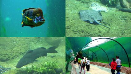 水族館有些什么魚(yú)（上海海洋水族館魚(yú)類飼養(yǎng)技巧水族館魚(yú)類互動(dòng)體驗(yàn)） 水族館百科（水族館加盟） 第4張