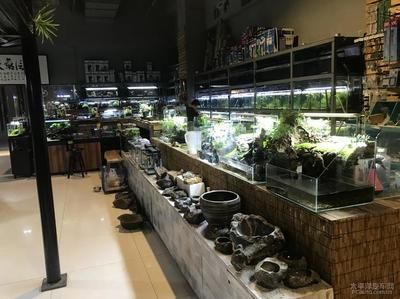 水族館店里買什么花合適圖片（適合在水族館購買的植物有哪些）