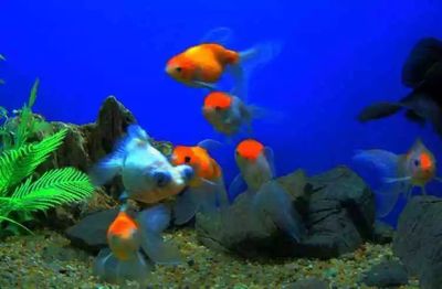 開水族館掙錢嗎（開一個(gè)水族館是否能賺錢取決于多種因素）