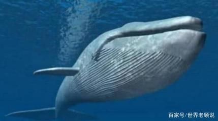 開水族館掙錢嗎（開一個水族館是否能賺錢取決于多種因素） 水族館百科（水族館加盟） 第4張