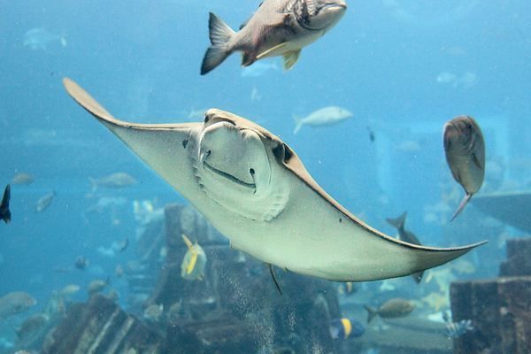 三亞水族館門票價(jià)格（三亞水族館優(yōu)待政策詳解三亞水族館優(yōu)待政策詳情） 水族館百科（水族館加盟） 第3張