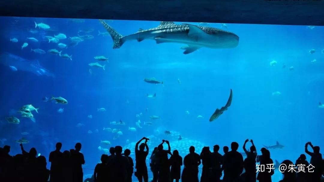 水族館工作怎么樣知乎（水族館飼養(yǎng)員工作待遇如何）