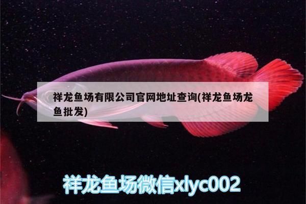 祥龍魚場有限公司電話地址（廣州水族論壇魚場有限公司祥龍魚場有限公司電話地址） 水族館百科（水族館加盟） 第1張