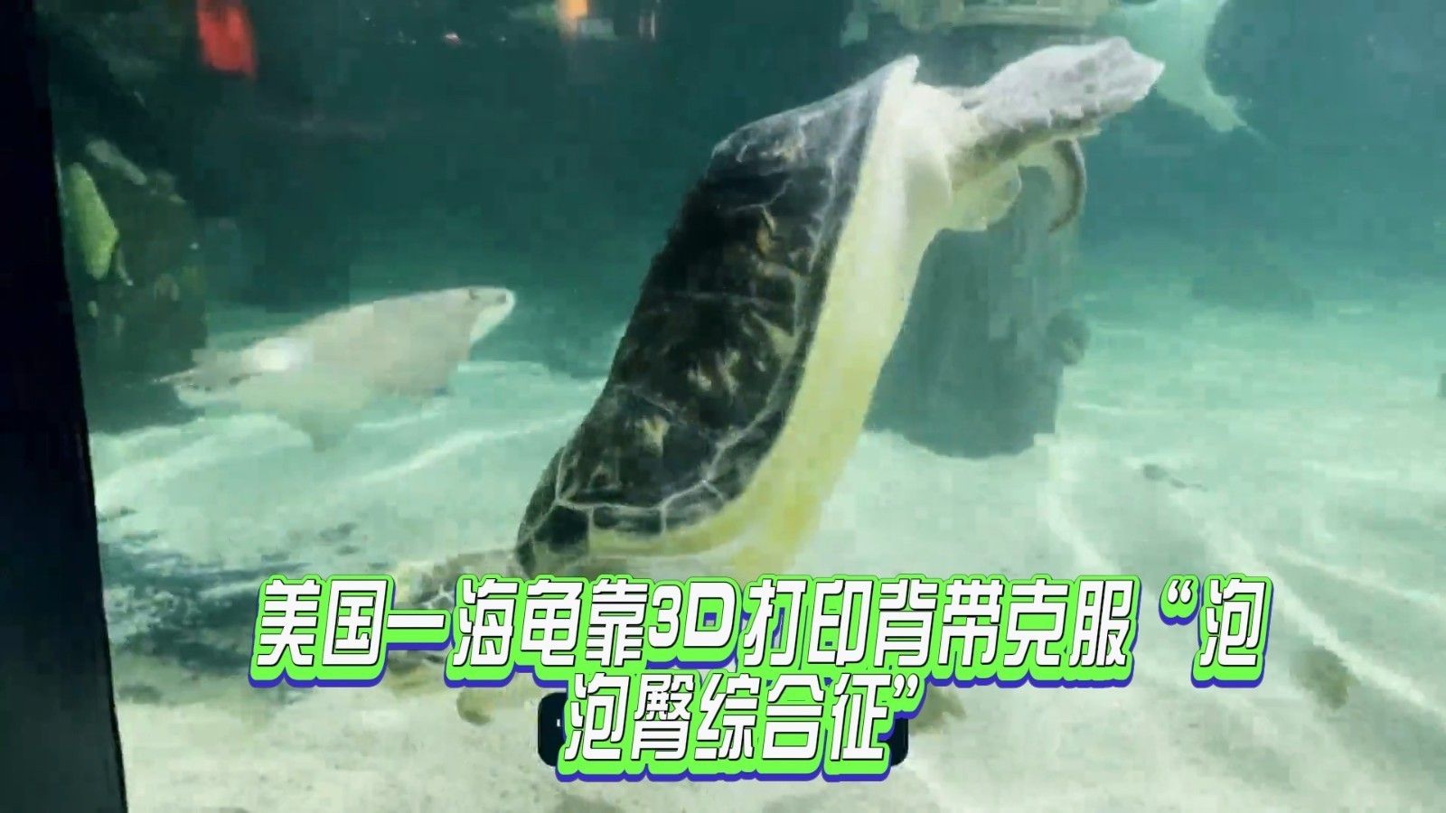 3d水族館動態(tài)壁紙2019下載（3d水族館動態(tài)壁紙2019） 水族館百科（水族館加盟） 第5張