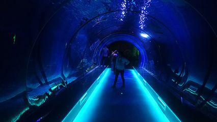 水族館主要經營什么產品類型（水族館主要經營的產品類型） 水族館百科（水族館加盟） 第3張