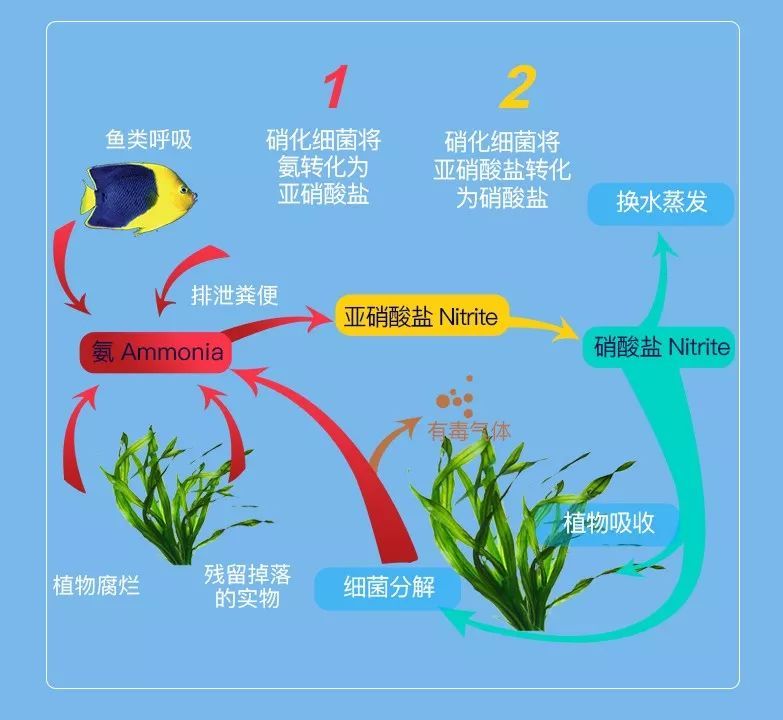 金龍魚和菠蘿魚混養(yǎng)嗎（混養(yǎng)金龍魚和菠蘿魚的注意事項(xiàng)） 水族問答 第1張