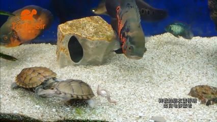 夢見魚缸魚死了一條（夢見魚缸里的魚死了一條是什么意思） 魚缸百科 第3張