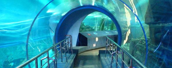 水族館價(jià)格表（上海海洋水族館價(jià)格表）