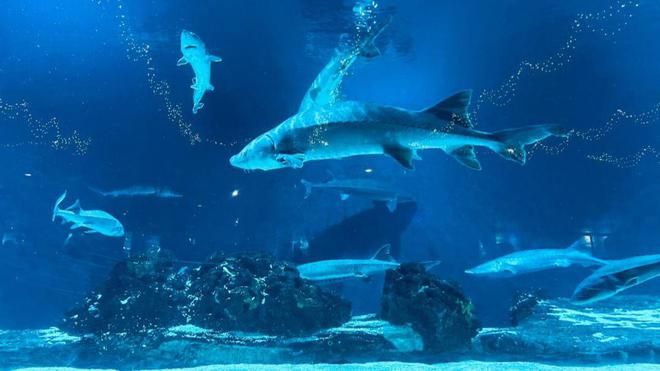 水族館價格表（上海海洋水族館價格表）