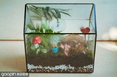 銀龍魚怎樣繁殖（如何確保銀龍魚的繁殖成功率？） 水族問答