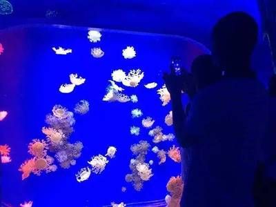 水族館干嘛的（水族館是什么？）