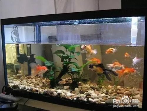 泗水紅龍魚（如何鑒別一條真正的泗水紅龍魚？） 水族問答 第2張