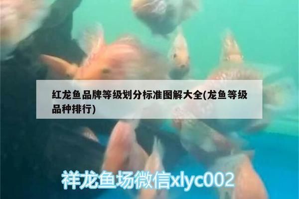 紅龍魚品質(zhì)等級排名表格（紅龍魚品質(zhì)等級排名）