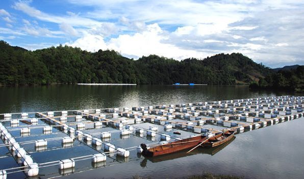 龍魚(yú)縮鰭縮尾（為什么有些龍魚(yú)在縮鰭縮尾后會(huì)恢復(fù)正常，而有些則無(wú)法完全恢復(fù)？） 水族問(wèn)答 第2張