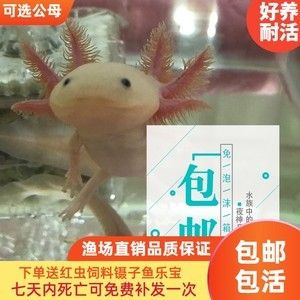 六角恐龍魚貴嗎？（六角恐龍魚市場價格趨勢） 龍魚百科 第3張