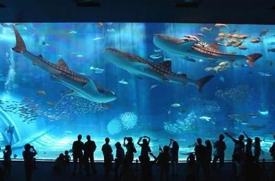 中國最值得去的水族館（中國最值得一去的水族館——北京海洋館）