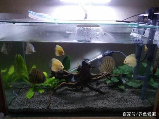 迷你小魚缸（關(guān)于迷你小魚缸的一些詳細(xì)信息） 魚缸百科 第5張