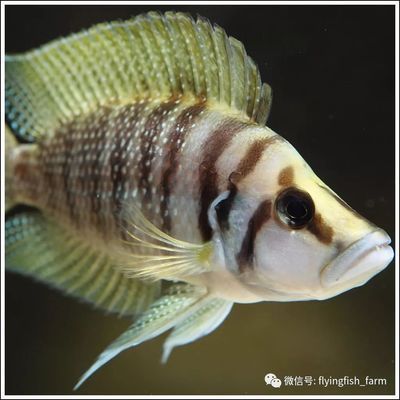 椒鹽水龍魚怎么做好吃竅門圖片（椒鹽水龍魚怎么做好吃？） 水族問答 第1張