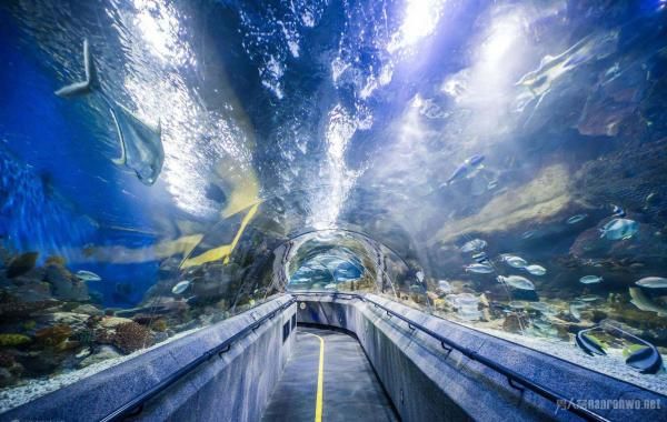 水族館面積（世界十大水族館排名更新水族館面積與生物多樣性之間的關(guān)系）