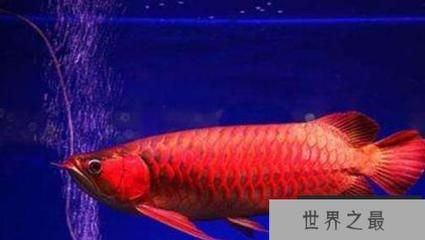 紅龍魚公母最簡單分辨方法（紅龍魚性別鑒別方法）