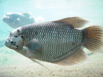 德州金龍魚面粉廠家聯(lián)系電話號碼多少（德州金龍魚面粉廠家的聯(lián)系電話） 水族問答 第2張