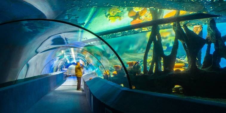 水族館門票多少錢一張（上海海洋水族館門票價(jià)格） 水族館百科（水族館加盟） 第5張