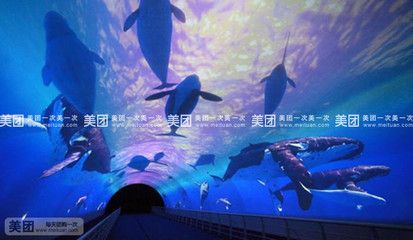 水族館門票多少錢一張（上海海洋水族館門票價(jià)格） 水族館百科（水族館加盟） 第4張