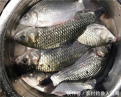 金龍魚的畫法簡筆畫（金龍魚的畫法簡筆畫，簡單易學(xué)） 水族問答 第1張