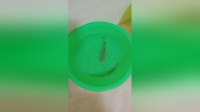 金龍魚用什么牌子的燈最好用（-金龍魚魚缸選擇led燈具有哪些品牌推薦） 水族問答 第1張