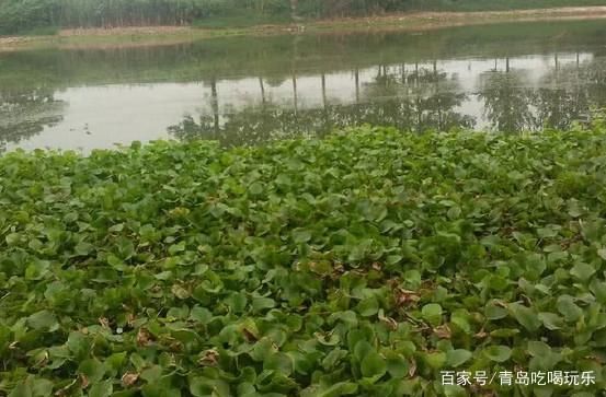 橙紅龍魚發(fā)色過程視頻講解大全（橙紅龍魚發(fā)色過程的視頻講解） 水族問答 第1張