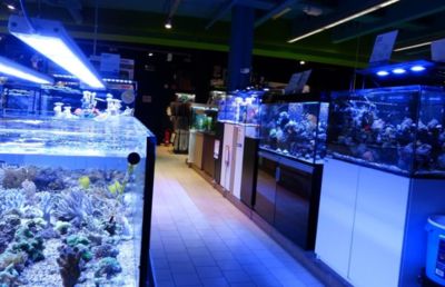 水族館加盟找祥龍魚場可以嗎（祥龍魚場加盟店選址技巧祥龍魚場加盟店選址技巧） 水族館百科（水族館加盟） 第5張