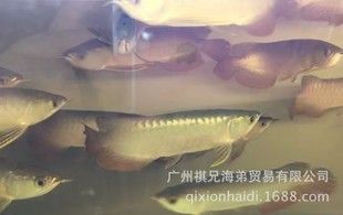 高背金龍魚能長多大（成年高背金龍魚的大小范圍可以長到40-50厘米左右）