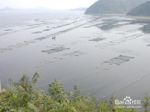 水族館養(yǎng)魚有哪些技巧（養(yǎng)魚技巧包括：1.選擇適宜的水族箱，確保魚類健康生長） 水族館百科（水族館加盟） 第5張