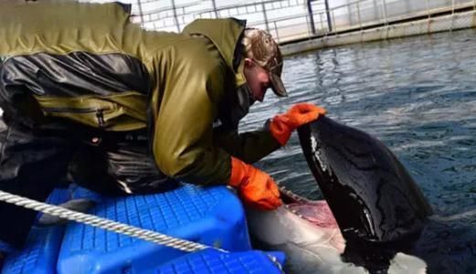 開個(gè)水族館的艱難經(jīng)歷怎么寫（如何寫開個(gè)水族館的艱難經(jīng)歷） 水族館百科（水族館加盟） 第4張